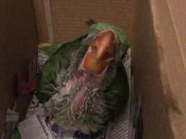 Giving water to my bird