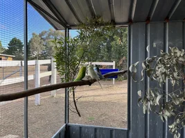 Hannah's little Parrots thread 🦜
