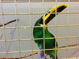 toucan question