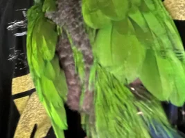 Help With my baby Eclectus