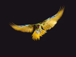 Maui the Flying Dutchman uhh Flying Dutchmacaw