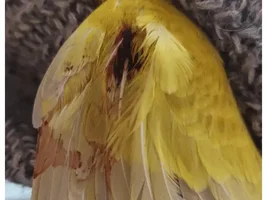 Help! Swollen and bloody wing