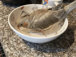 Lost cockatiel bird telfair subdivision sugar land Tx