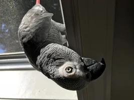 Hello!