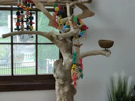 Ollie's new Java wood tree! Pics!!