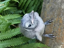 Help for the Wild Guys