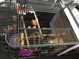 How mant toys is too much toys?
