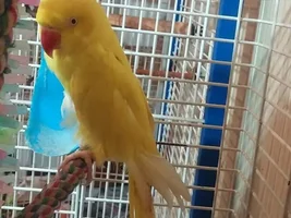 How many birds in parrot forums ?