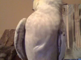 Plucking while sitting on eggs???
