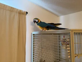 Parrot Shenanigans
