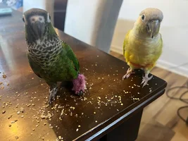 Introducing Yuri! Onaās New Sister!