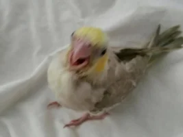 which food for cockatiel