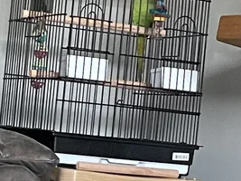 Happy bird after 24 hours
