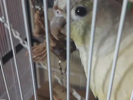Is her beak a little long ?