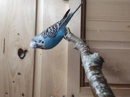 Budgie bald patch