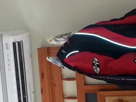 My young jack and little eaties the budgie