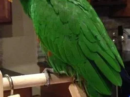 Sneezing