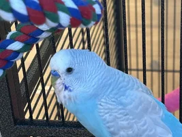 How many birds in parrot forums ?