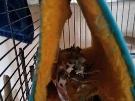 is my conure nesting?