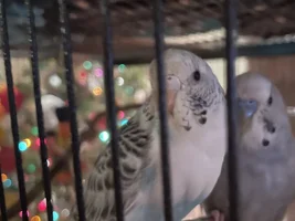 Hello! My entire life story about budgies :)