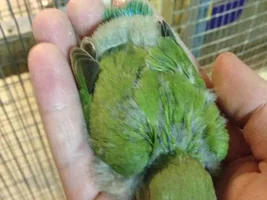 New and need help with babies..