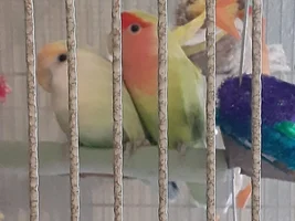 Help identifying possible mutation on new lovebirds