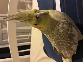 Pin feather on Cockatielās head
