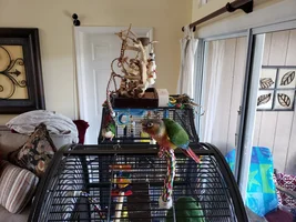 Tampa, FL - Rehoming