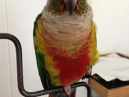 Post up pictures of conures cages(: