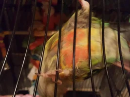 Plucking/molting/what???? Very concerned...
