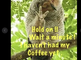 The best Bird meme!!