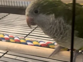 25 year old Quaker…help