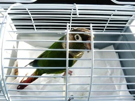 Travel Cage
