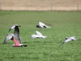 Wild Galahs In Oz