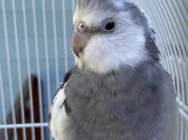 Rico’s thread