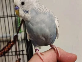 Parakeet vs. Roommate