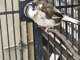 Anyone in colorado want some finches?
