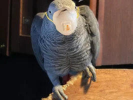 The best Bird meme!!