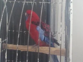 crimson rosella gender