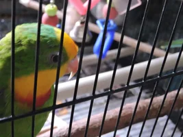 What breed is this parrot please?