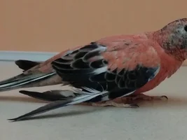 Zenek and other our parrots