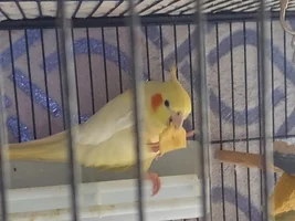 Angel holding food in foot