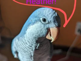 Happy Birthday HeatherG!!!