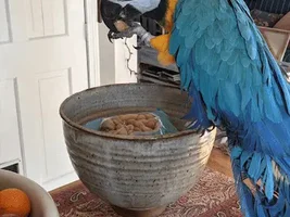 Old Bird, Newly Biting