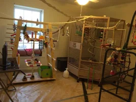 WOOT my Cockatoo Room is done !