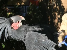 Does Anyone Currently Have A Palm Cockatoo?