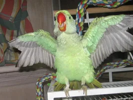 Pics of the Flock!