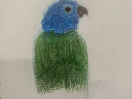 Drawing your birds