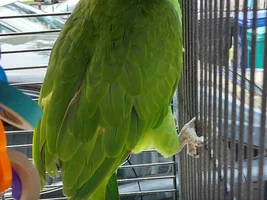 Meet Mango and Nico,