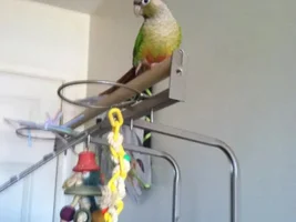 Can a Cage be TOO Big?